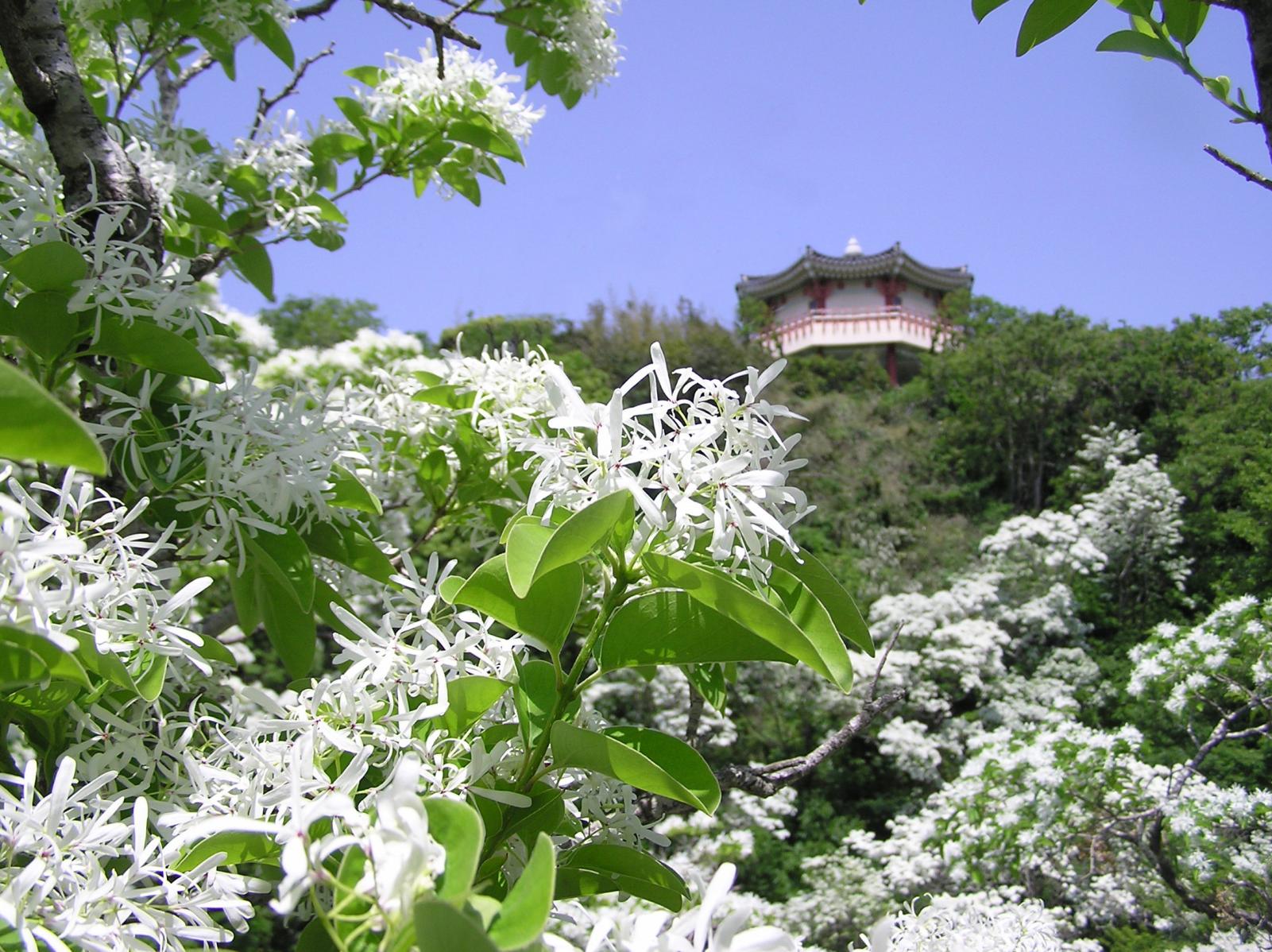 鰐浦のヒトツバタゴ 観光スポット 公式 長崎観光 旅行ポータルサイト ながさき旅ネット